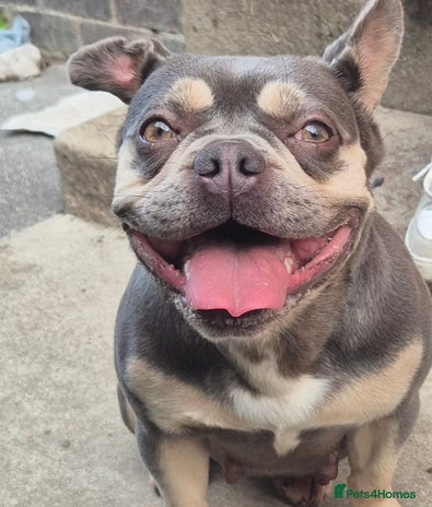 French Bulldog dogs - Advert 2