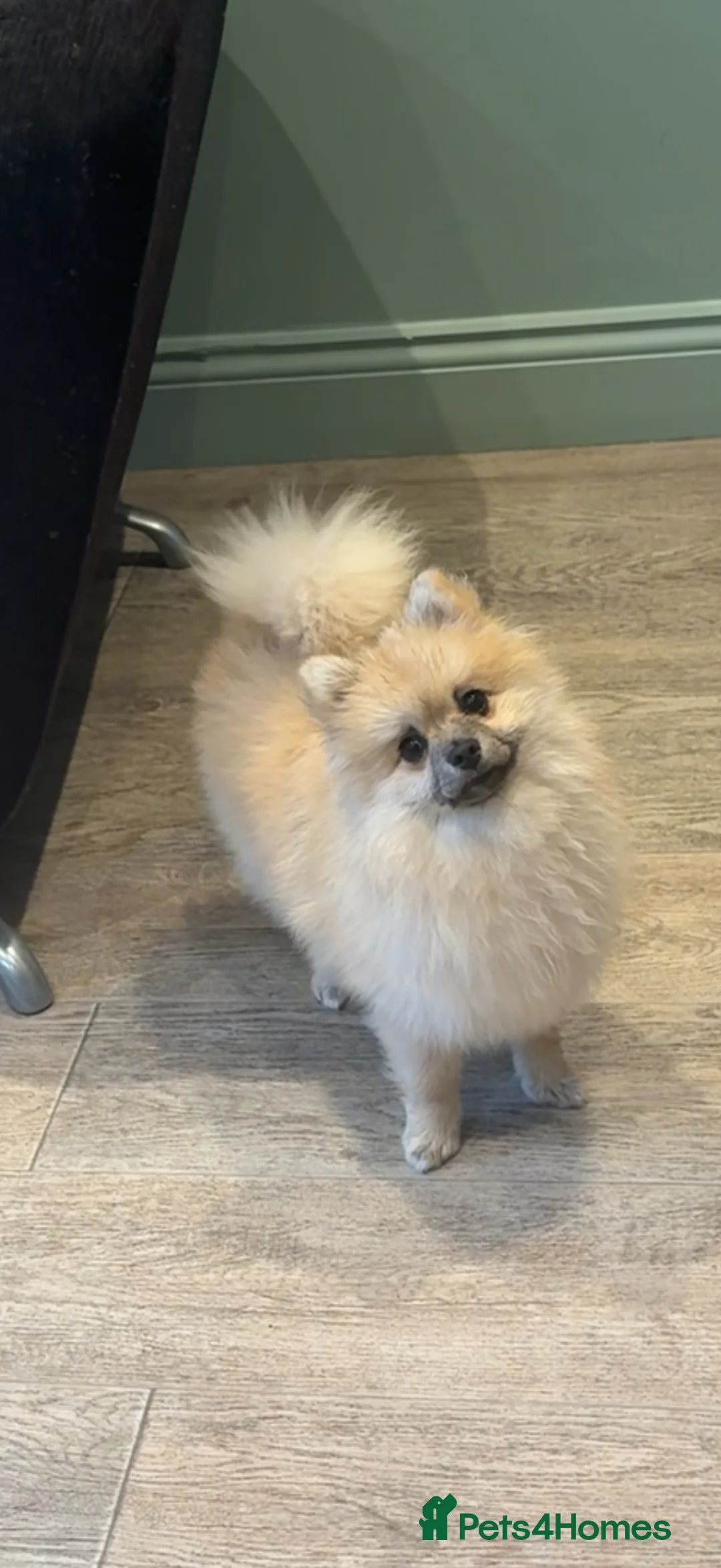 Pomeranian dogs for sale: Female Pomeranian  - Advert 2