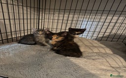 Mixed Breed cats for sale: Kittens ready now  - Image 2
