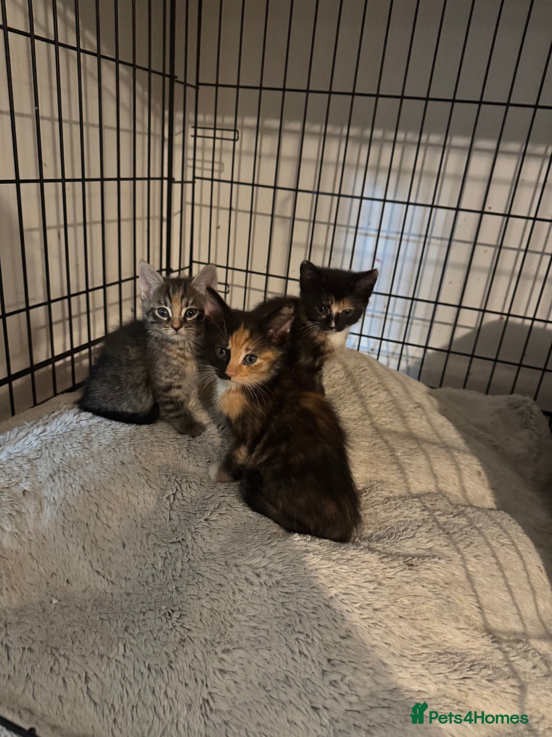 Mixed Breed cats for sale: Kittens ready now  - Image 2