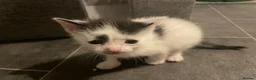 Mixed Breed cats for sale: Litter of 7 ready to leave - Advert 16