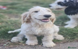 Cockapoo dogs for sale: PRICE REDUCED - READY NOW Chunky Parti Cockapoos in Milton Keynes - Image 29