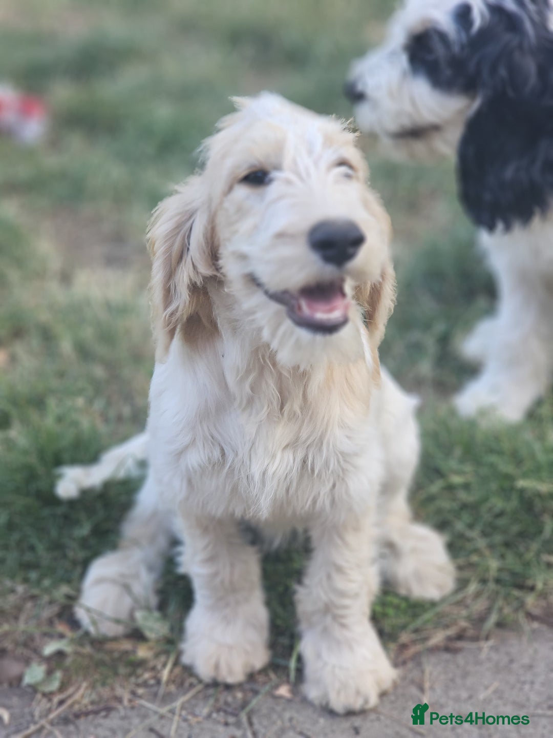 Cockapoo dogs for sale: PRICE REDUCED - READY NOW Chunky Parti Cockapoos in Milton Keynes - Image 29