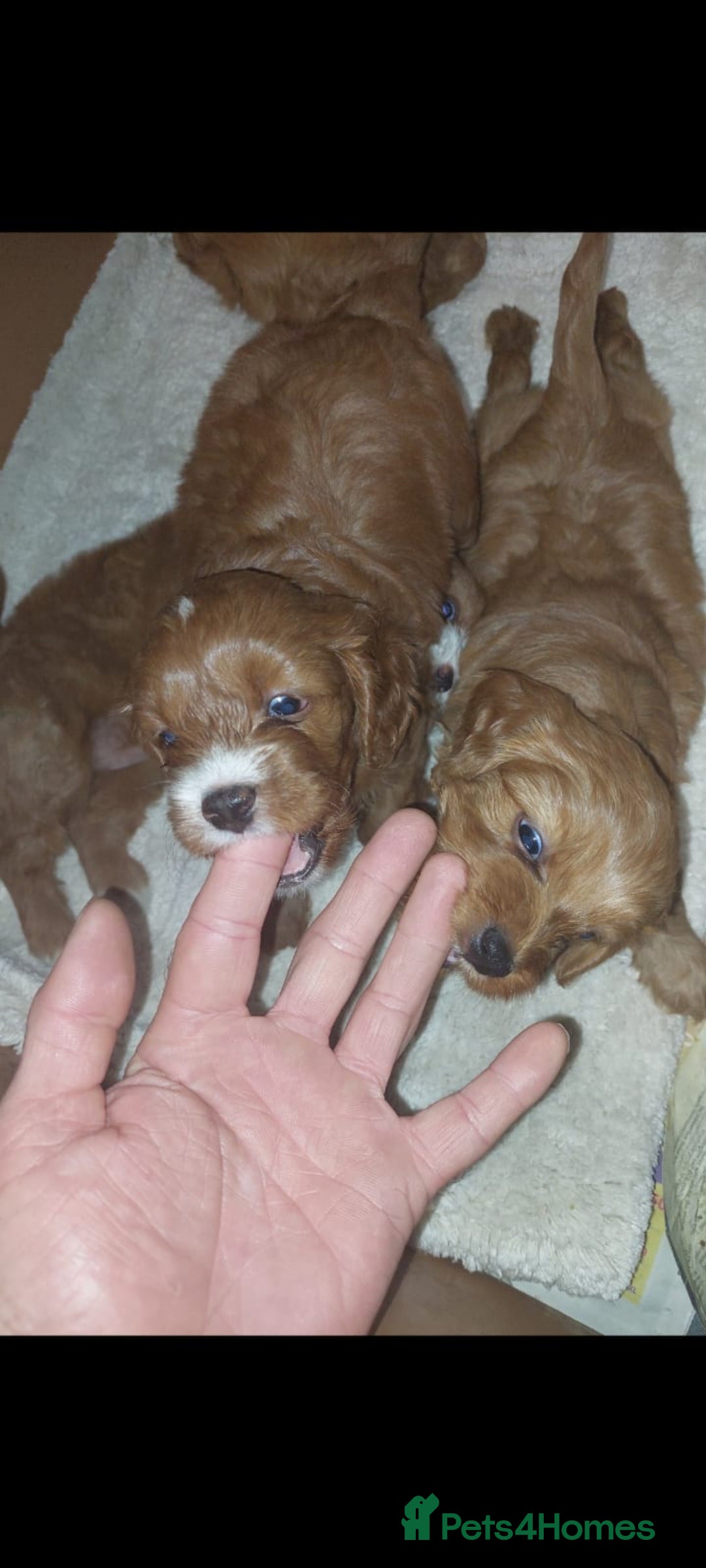 Cavapoo dogs for sale: CAVAPOO F1 puppies  - Image 2