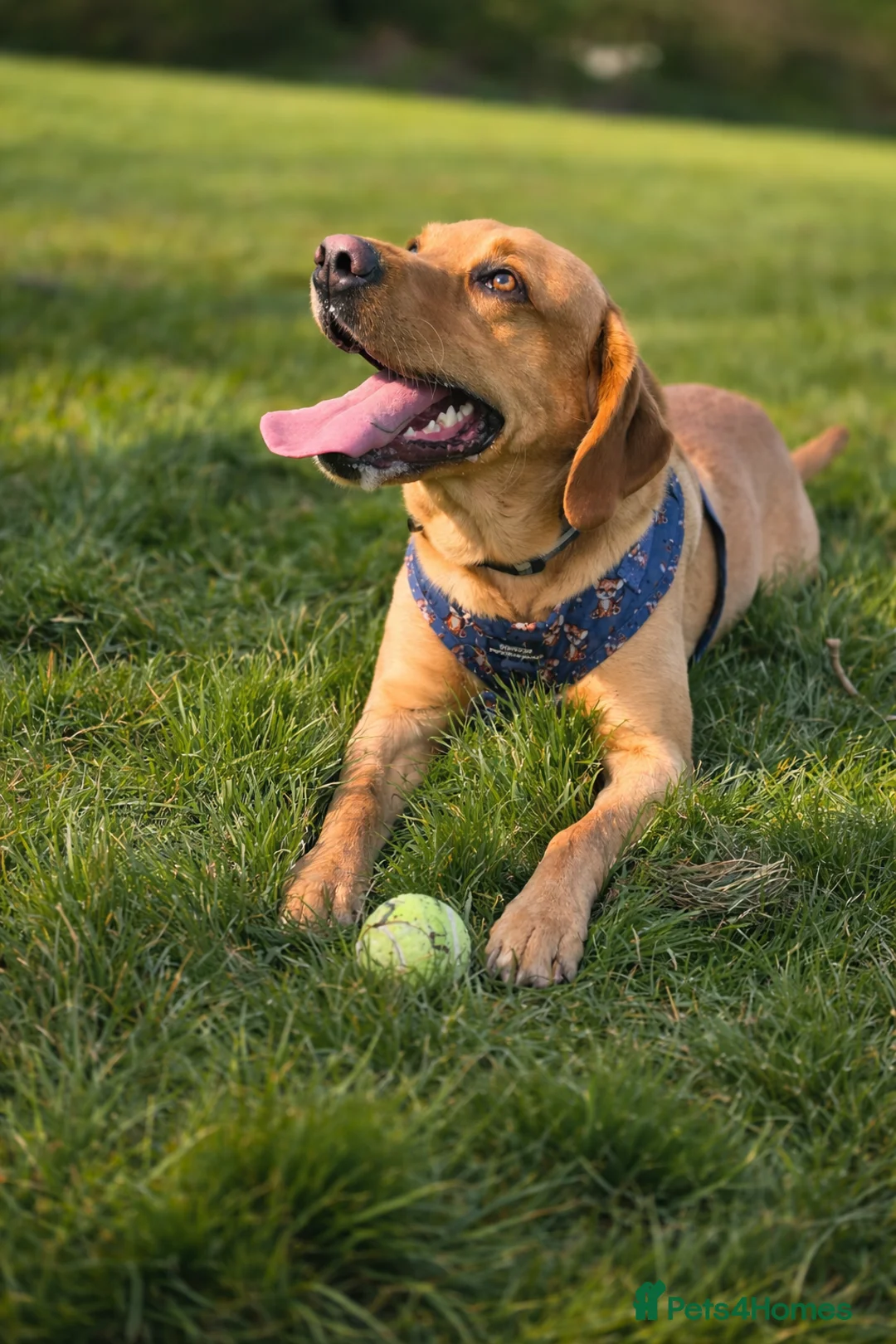 Labrador Retriever dogs for stud: Fox red Labrador stud in Hull - Advert 2