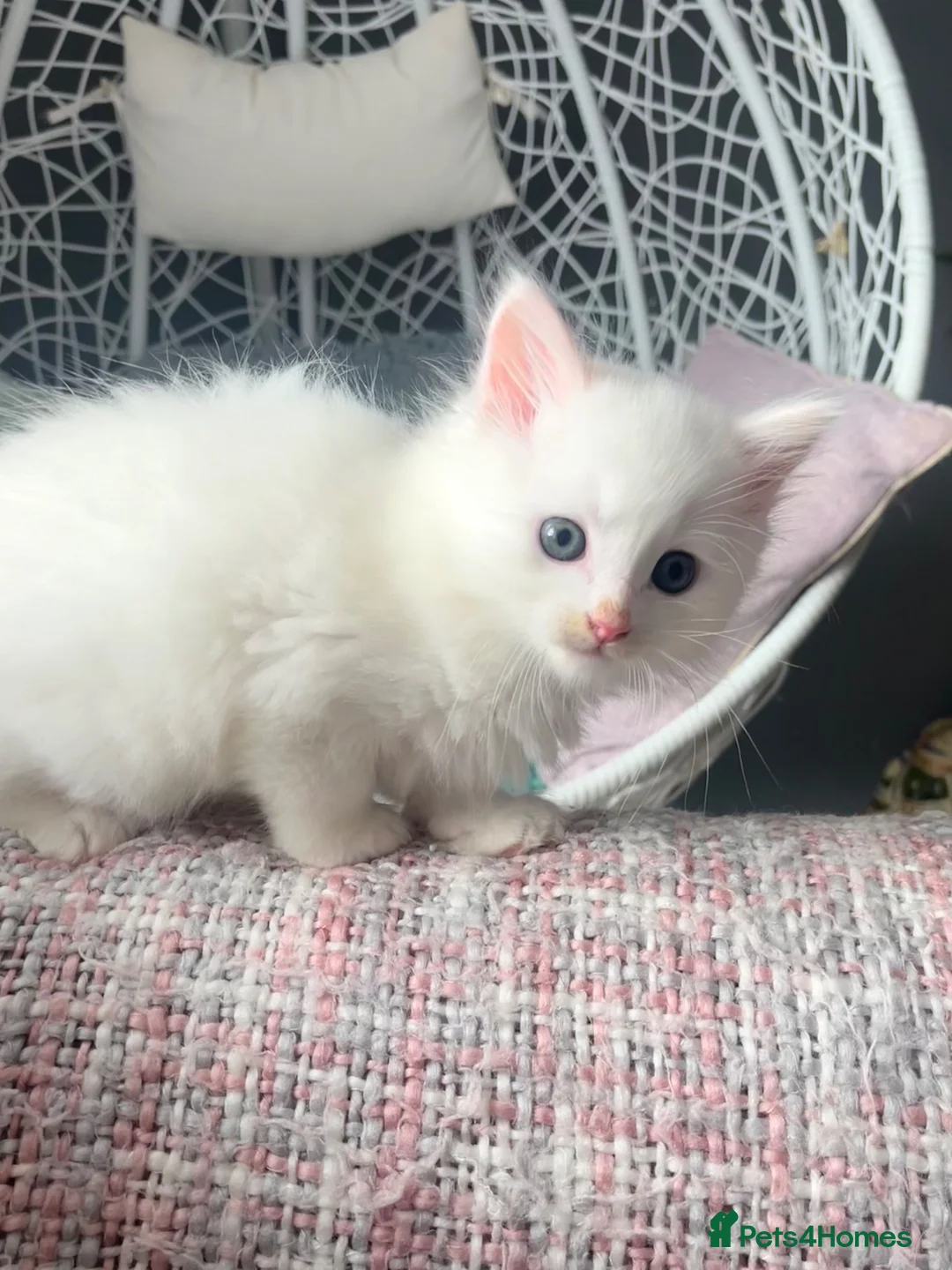 Siberian cats for sale: Fluffy kittens  - Advert 23