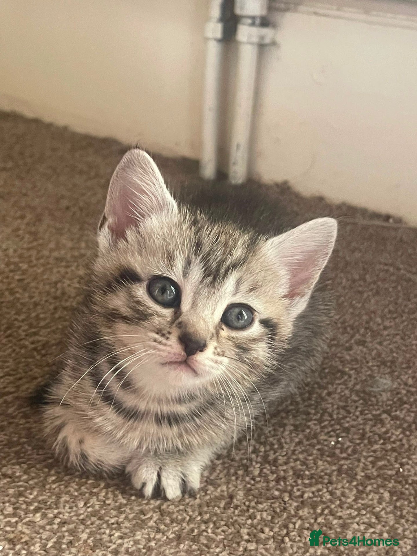 British Shorthair cats 1 LEFT - Silver Tip British Short Hair Kittens - Advert 2