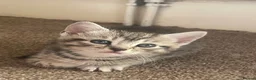 British Shorthair cats for sale: Silver Tipped British Short Hair Kittens in Bournemouth - Advert 6