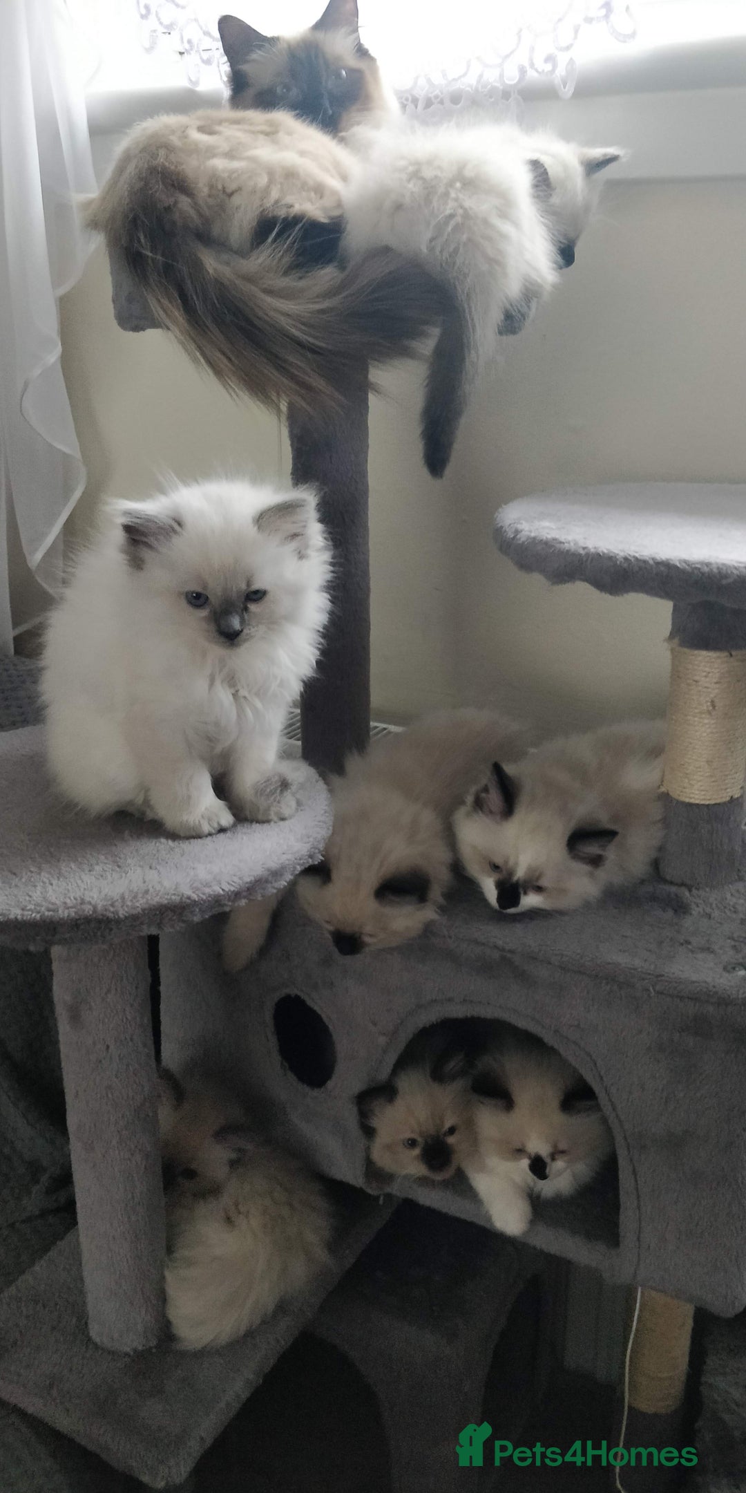 Ragdoll cats for sale: Ragdoll  - Image 1