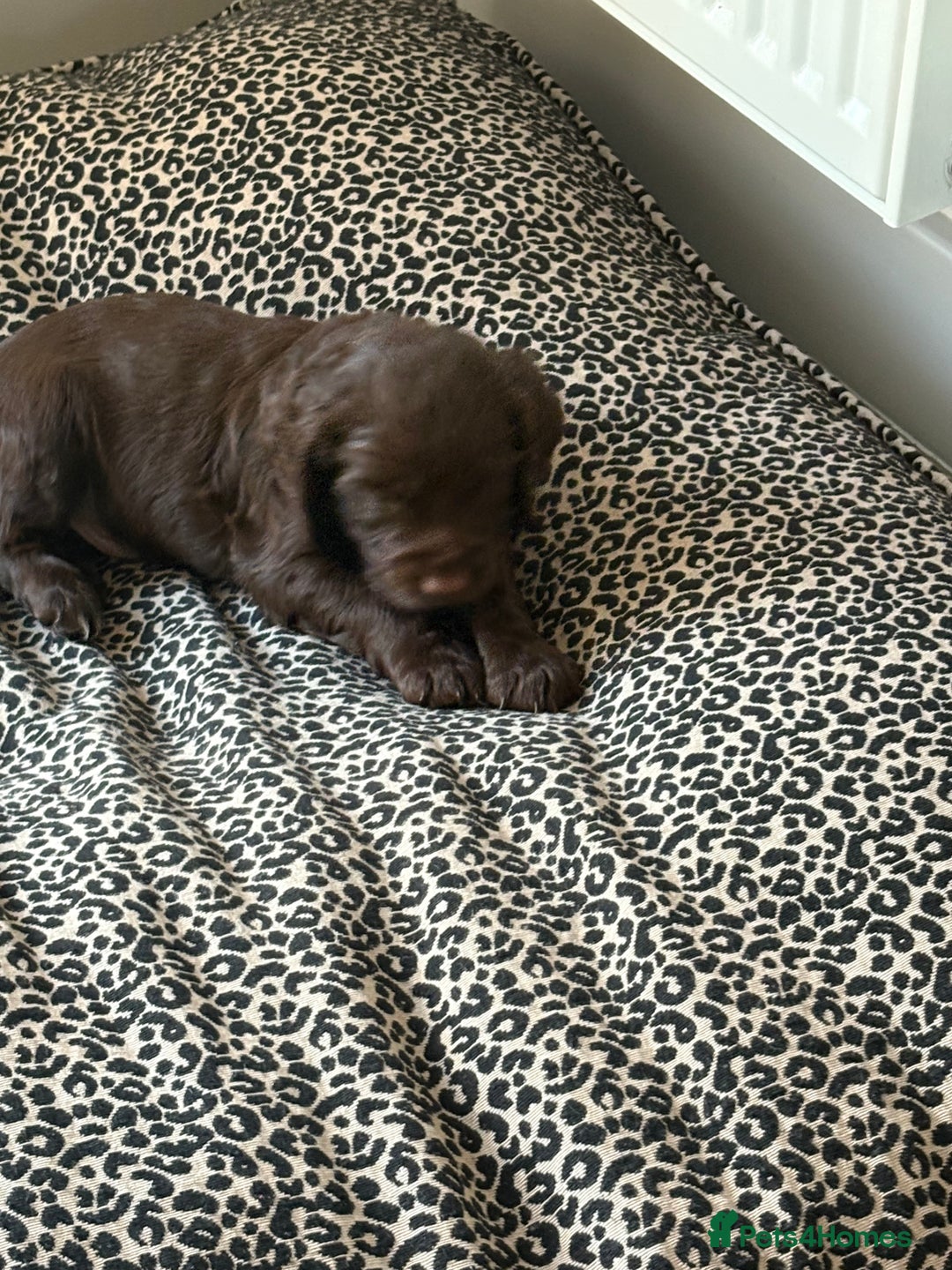 Cocker Spaniel dogs for sale: Two beautiful boy working cocker spaniels left - Advert 7