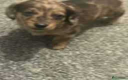 Miniature Dachshund dogs for sale: Miniature dachshunds  - Image 17