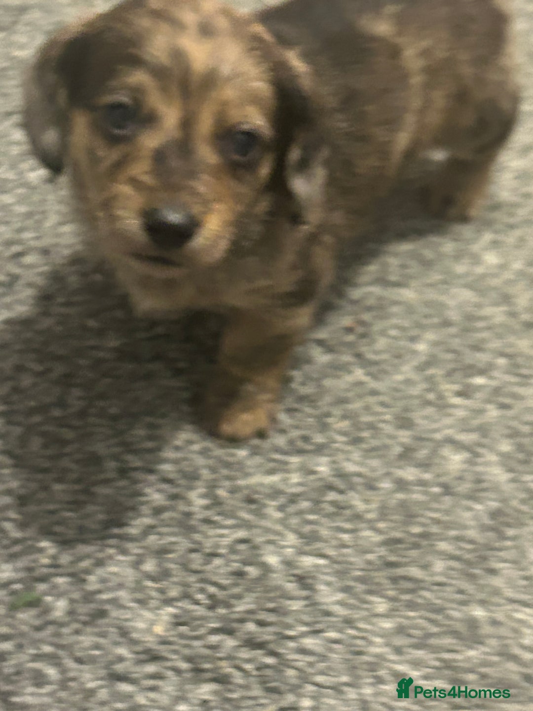 Miniature Dachshund dogs for sale: Miniature dachshunds  - Image 17