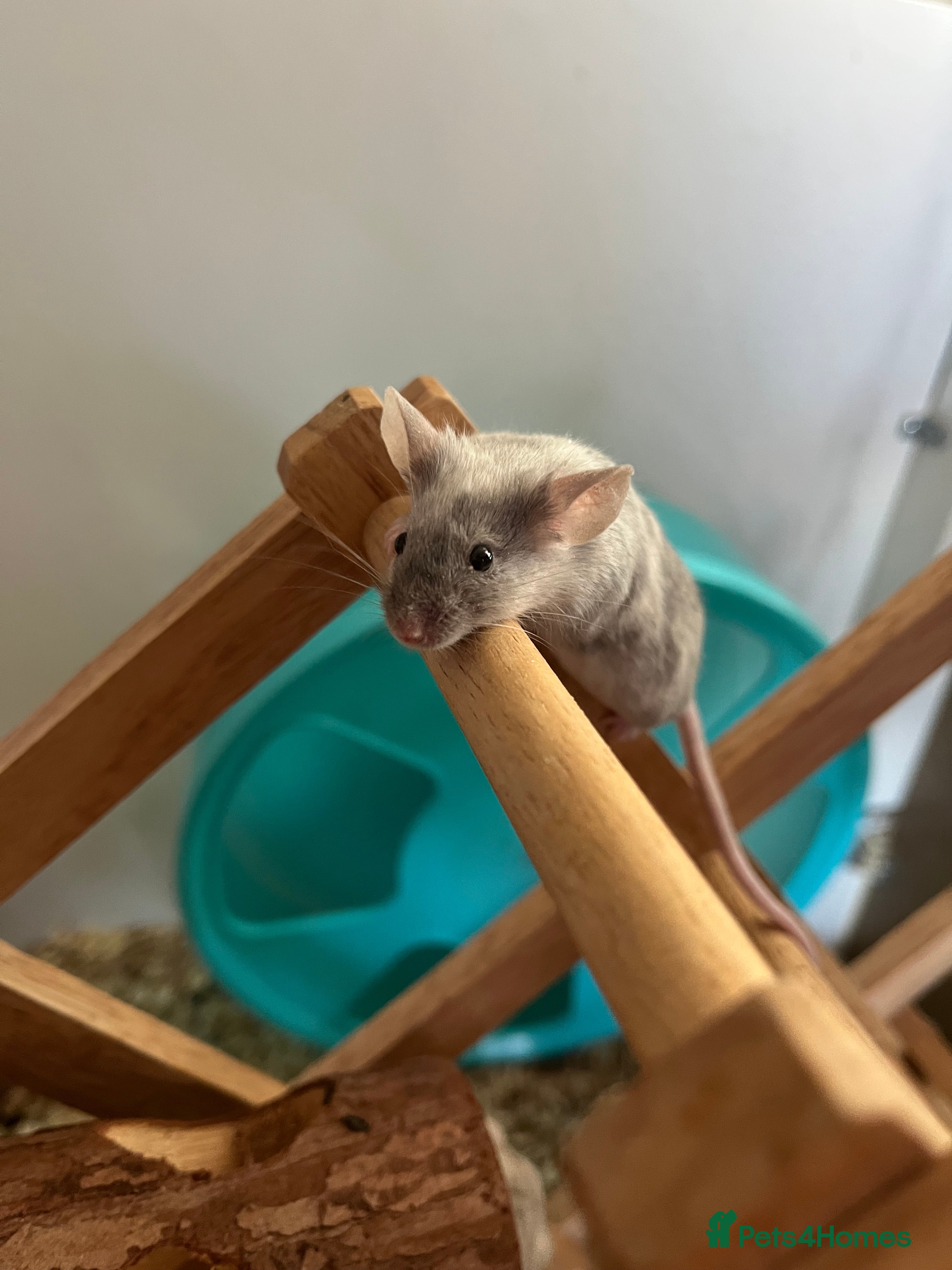 Mouse rodents Two adult female mice for rehoming - Advert 1