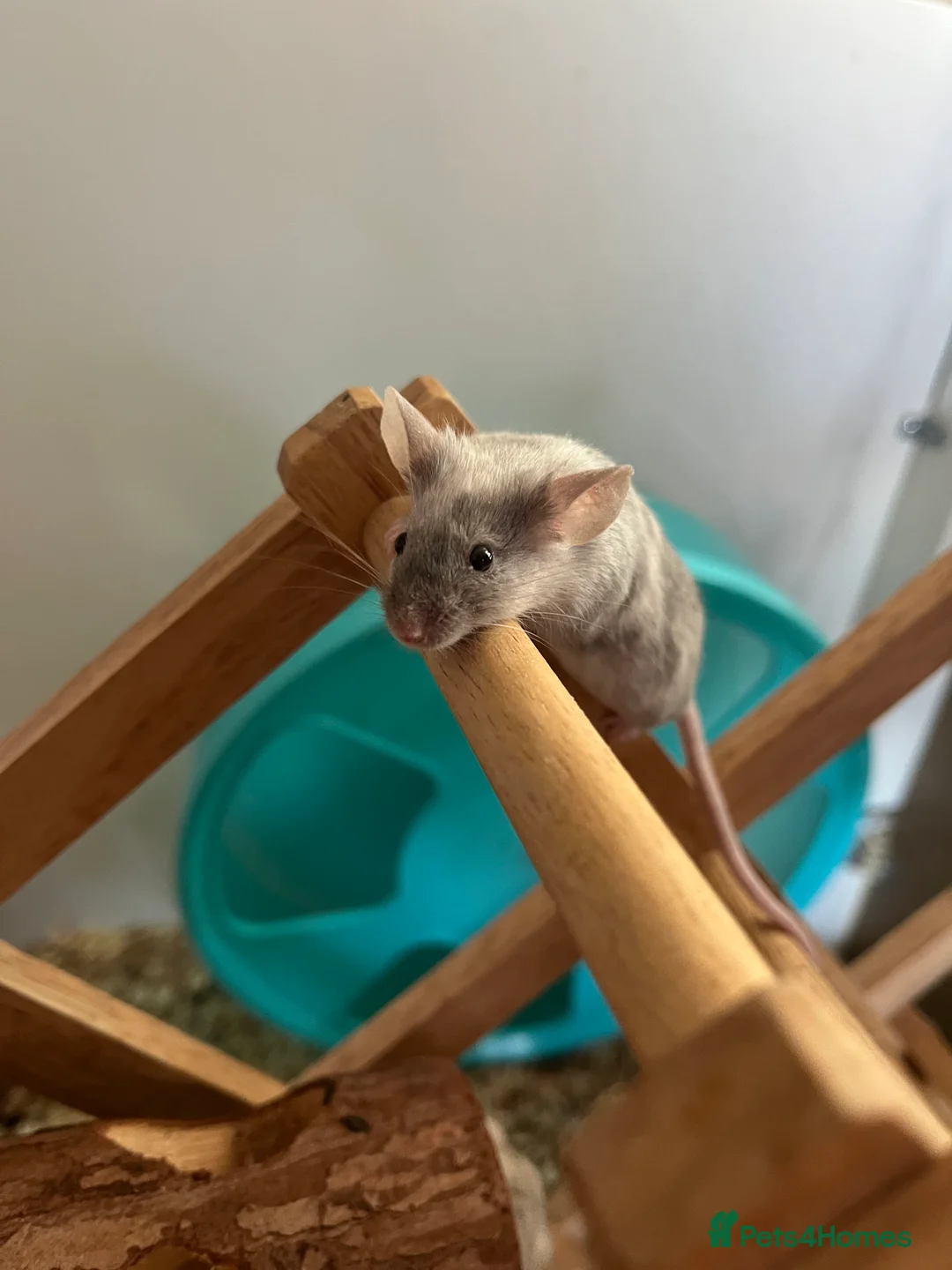 Mouse rodents for sale: Two adult female mice for rehoming - Advert 1