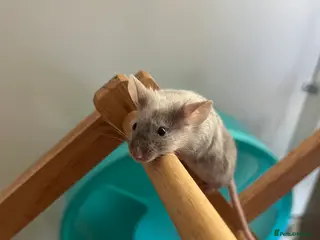 Mouse rodents Two adult female mice for rehoming - Advert 1