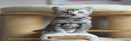 Bengal cats for sale: Gorgeous Rosetted Bengal Kittens  in Congleton - Advert 6