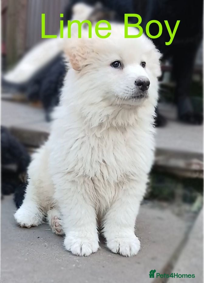 German Shepherd dogs *READY NOW! LAST 1* German Shepherds - Advert 2