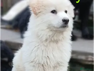 German Shepherd dogs *READY NOW! LAST 1* German Shepherds - Advert 2