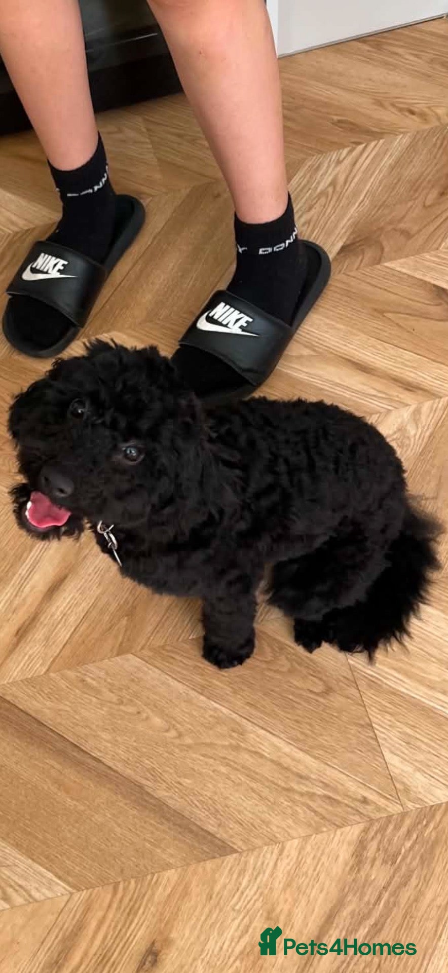 Cockapoo dogs Rehoming  - Advert 2