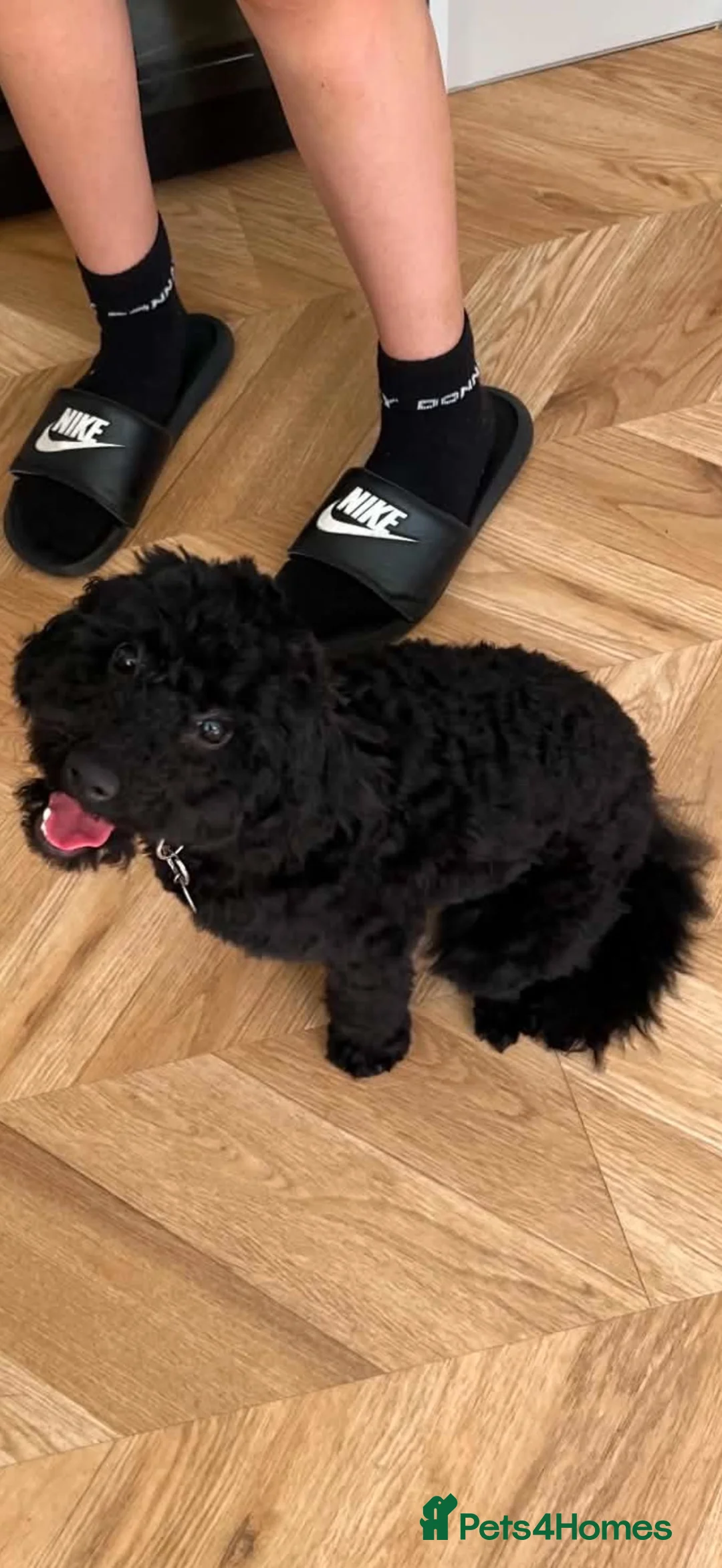 Cockapoo dogs for sale: Rehoming  in Southampton - Advert 1