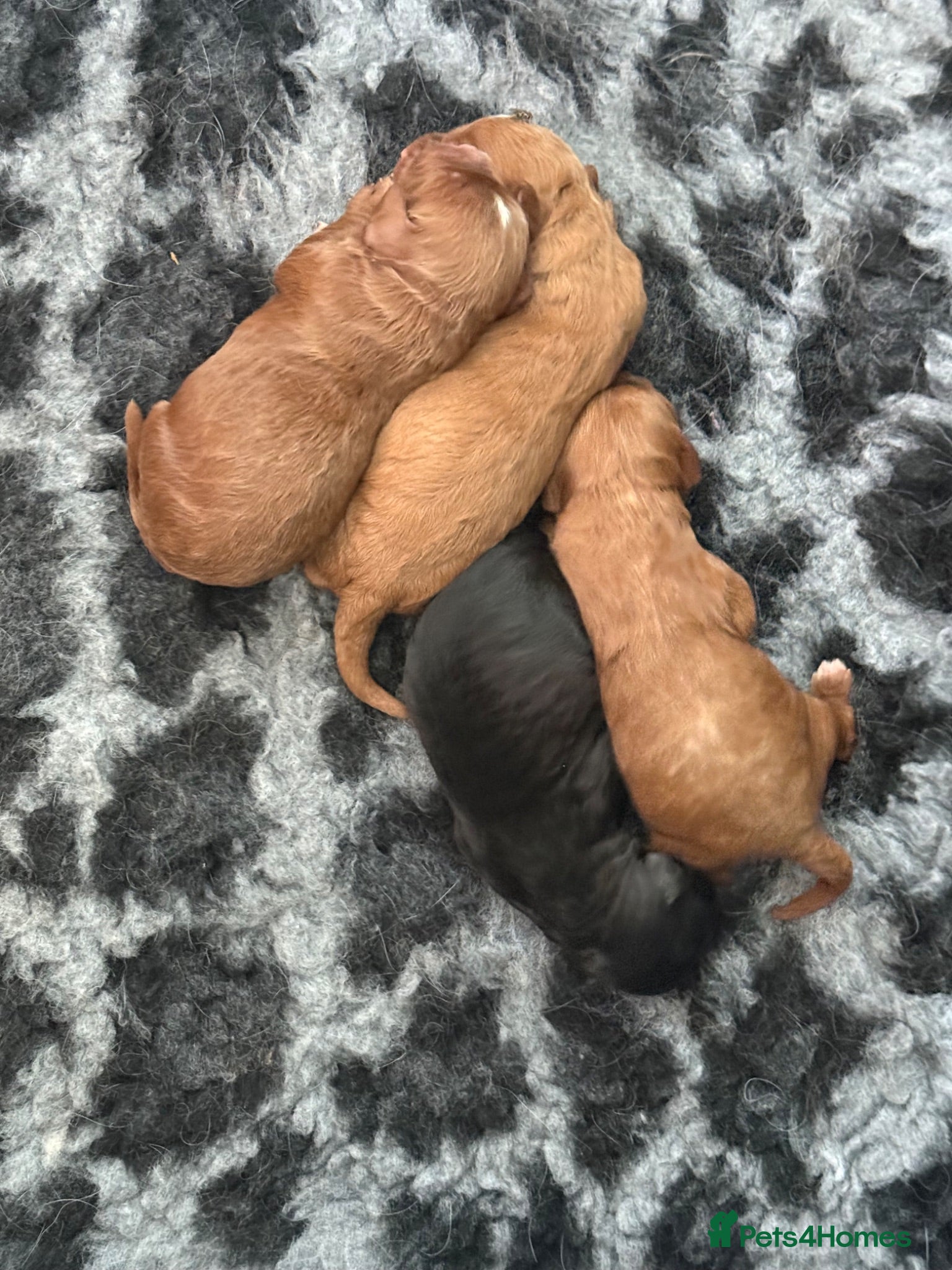 Cavapoo dogs F1 Cavapoo Beauties - Advert 1
