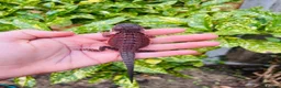 Bearded Dragon reptiles for sale: 100% red monster bearded dragon babies🐉 - Advert 3