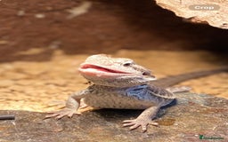 Bearded Dragon reptiles for sale: 1 year old female bearded dragon - Image 3