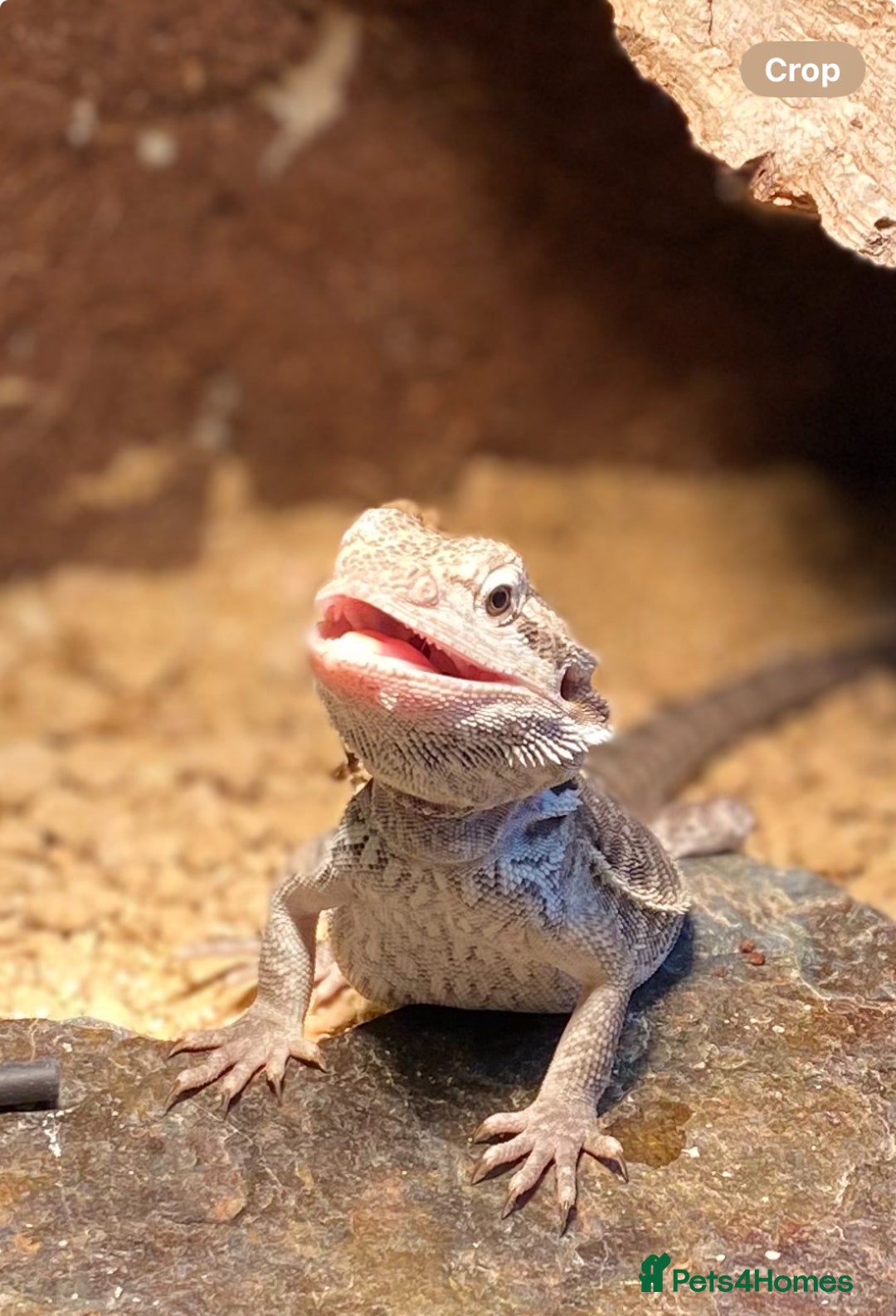 Bearded Dragon reptiles for sale: 1 year old female bearded dragon - Image 3