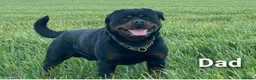 Rottweiler dogs for sale: Kc Show Quality male puppy - Advert 8