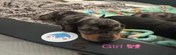 Miniature Dachshund dogs for sale: 7 stunning miniature dachshunds (sausage dog) in Warrington - Advert 7