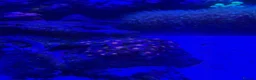 Other/Mixed Breed fish for sale: Full set up Marine fish tank - Advert 5