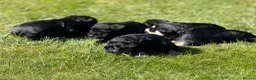 Miniature Schnauzer dogs for sale: All black mini schnauzer  - Advert 17