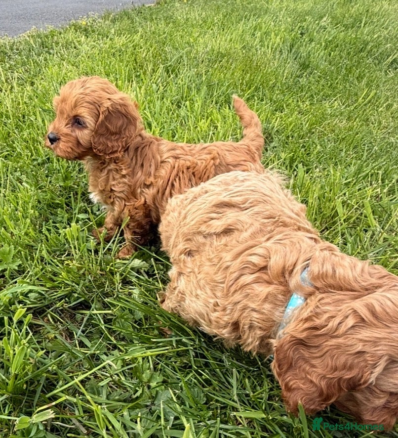 Cavapoo dogs Toy Cavapoo Puppies - Advert 1