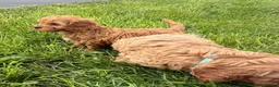 Cavapoo dogs for sale: Toy Cavapoo Puppies - Advert 23
