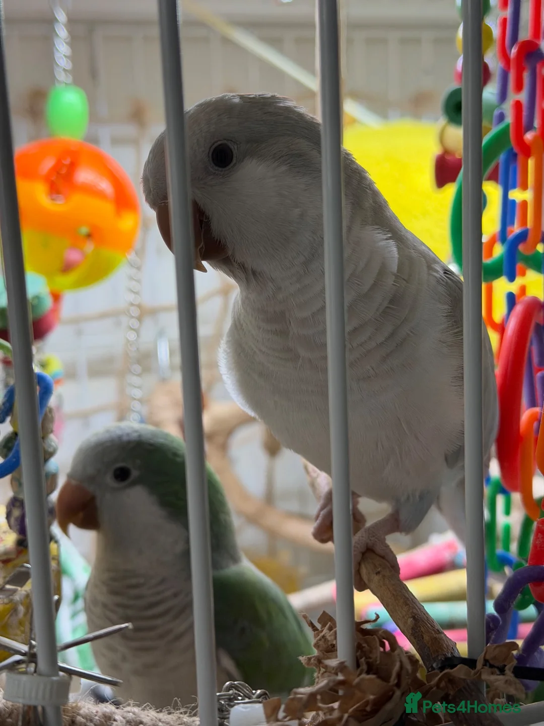 Parakeets birds for sale: Two Quaker parakeets+large cage - Advert 2