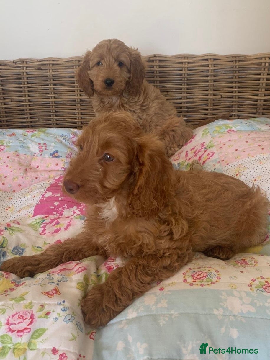 Cockapoo dogs F1 Cockapoos PRA Clear, Vet checked  - Advert 7