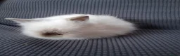 Lionhead rabbits for sale: Lionhead Baby bunnies  - Advert 3