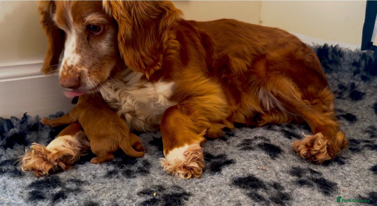 Cockapoo dogs Red boy available due to last minute cancellation - Advert 1