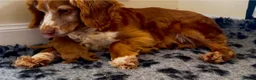 Cockapoo dogs for sale: Red boy available due to last minute cancellation - Advert 1
