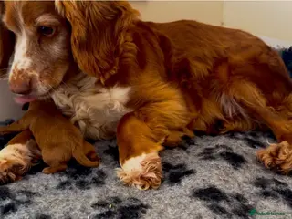 Cockapoo dogs Red boy available due to last minute cancellation - Advert 1