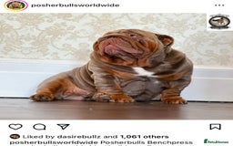 English Bulldog dogs for sale: Show-Stopping Lilac & Chocolate Merle Bulldog - Image 7