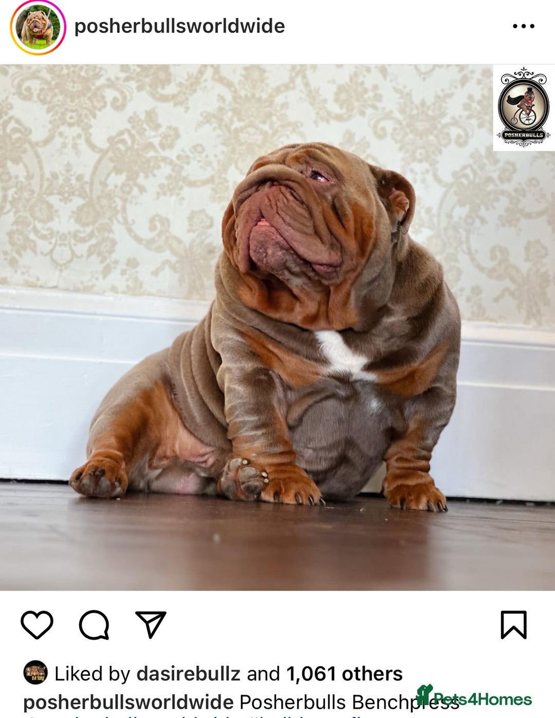 English Bulldog dogs for sale: Show-Stopping Lilac & Chocolate Merle Bulldog - Image 7