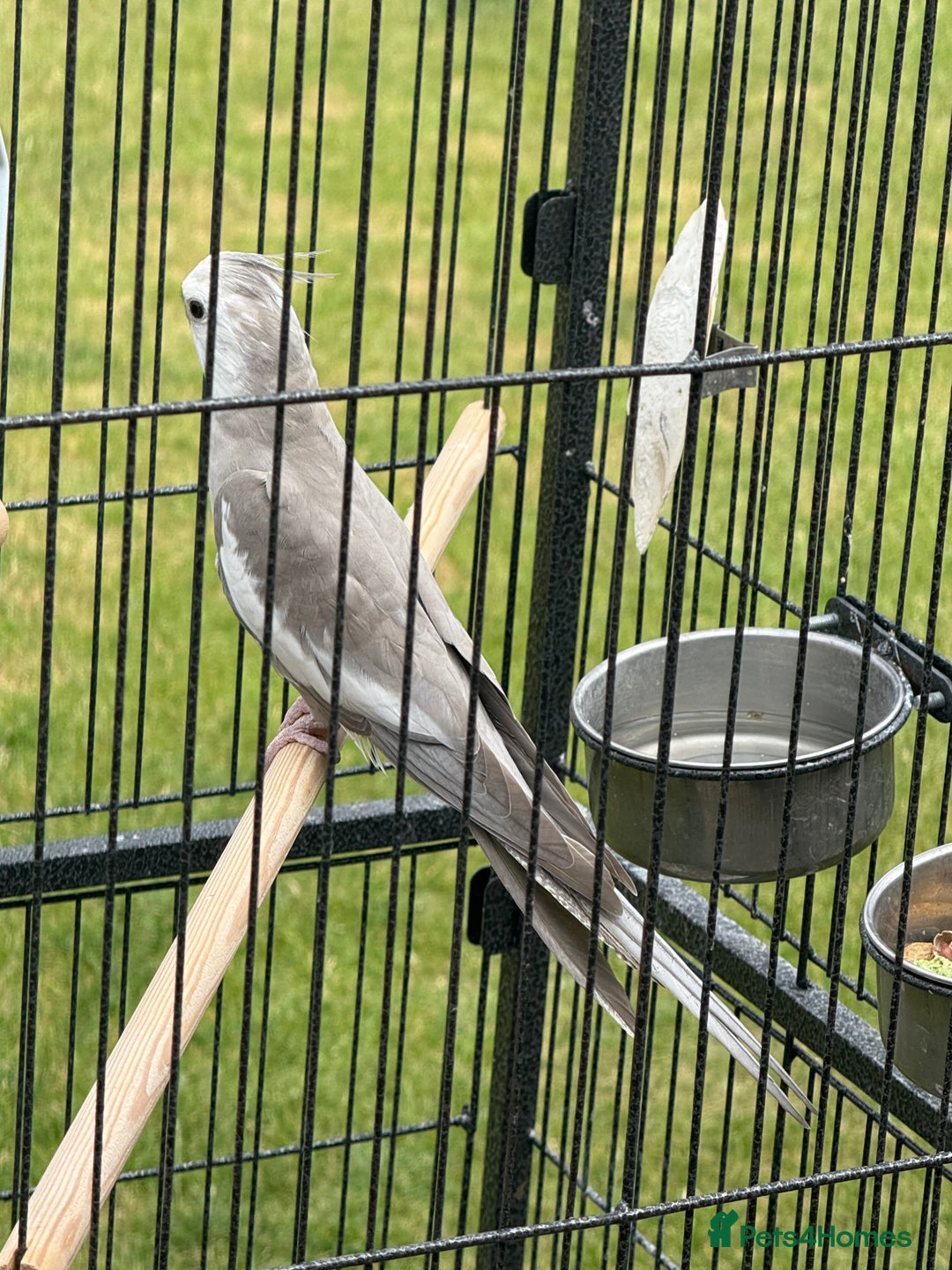 Cockatiels birds for sale: Baby cockatiel  - Image 4