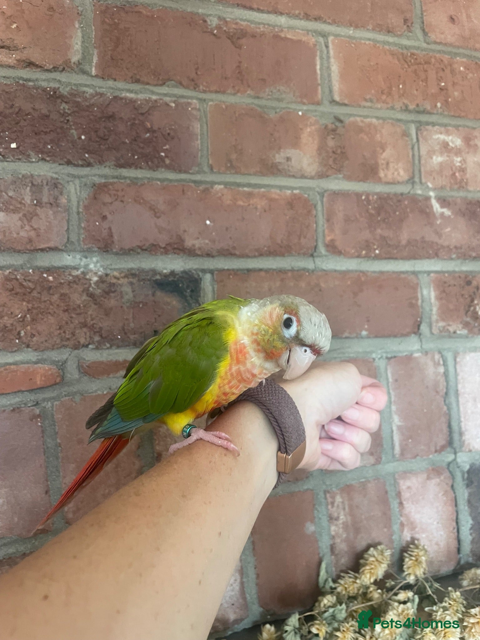 Conures birds Green Cheek Conure Parrot - plus cage etc - Advert 2