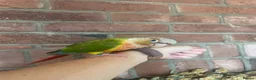 Conures birds for sale: Pineapple Green Cheek Conure  in Montgomery - Advert 6