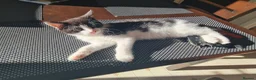Mixed Breed cats for sale: ***Black and White Male Kitten For Sale*** - Advert 10