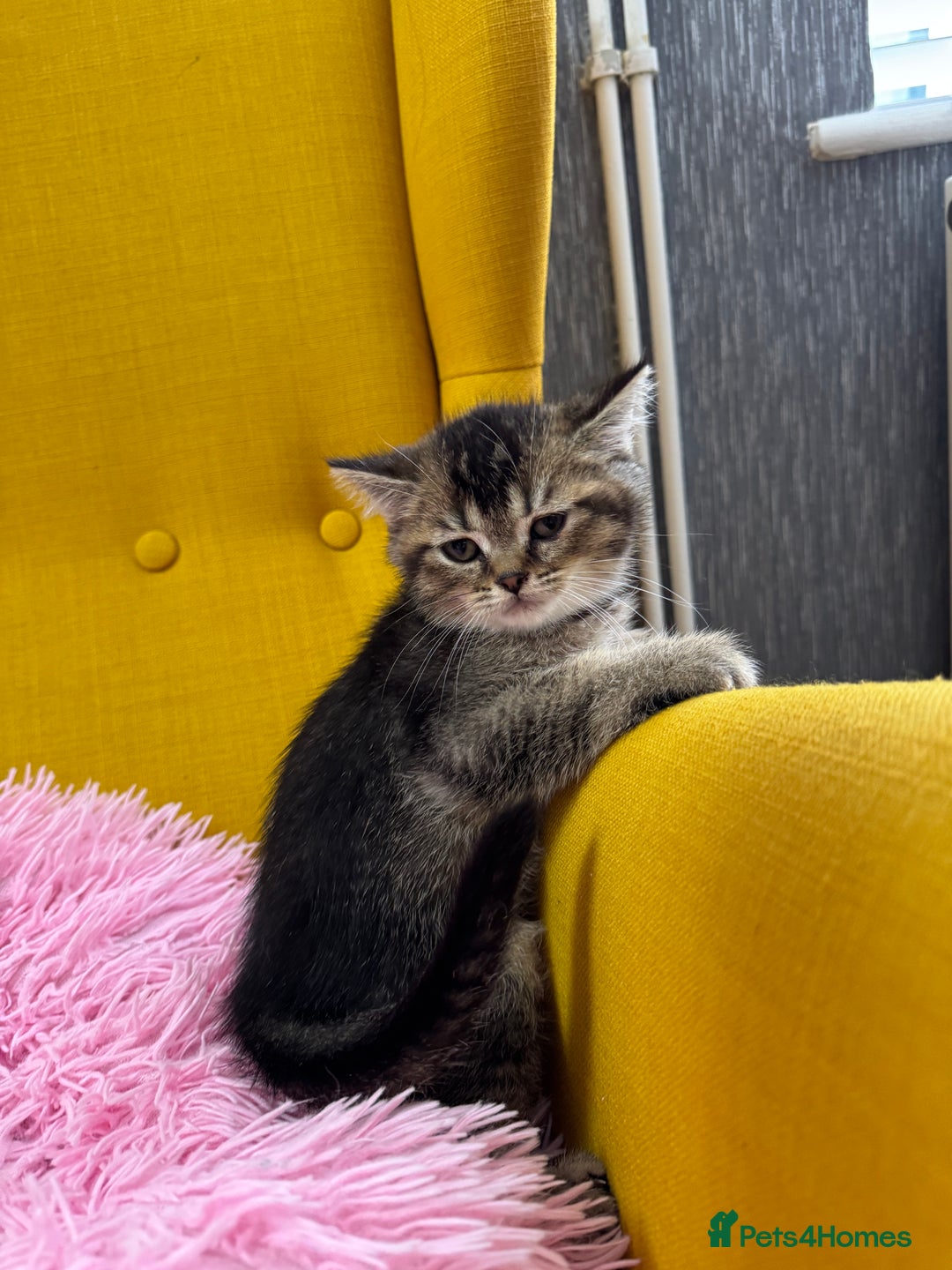 British Shorthair cats for sale: 5 Adorable British Shorthair Kittens - Image 6