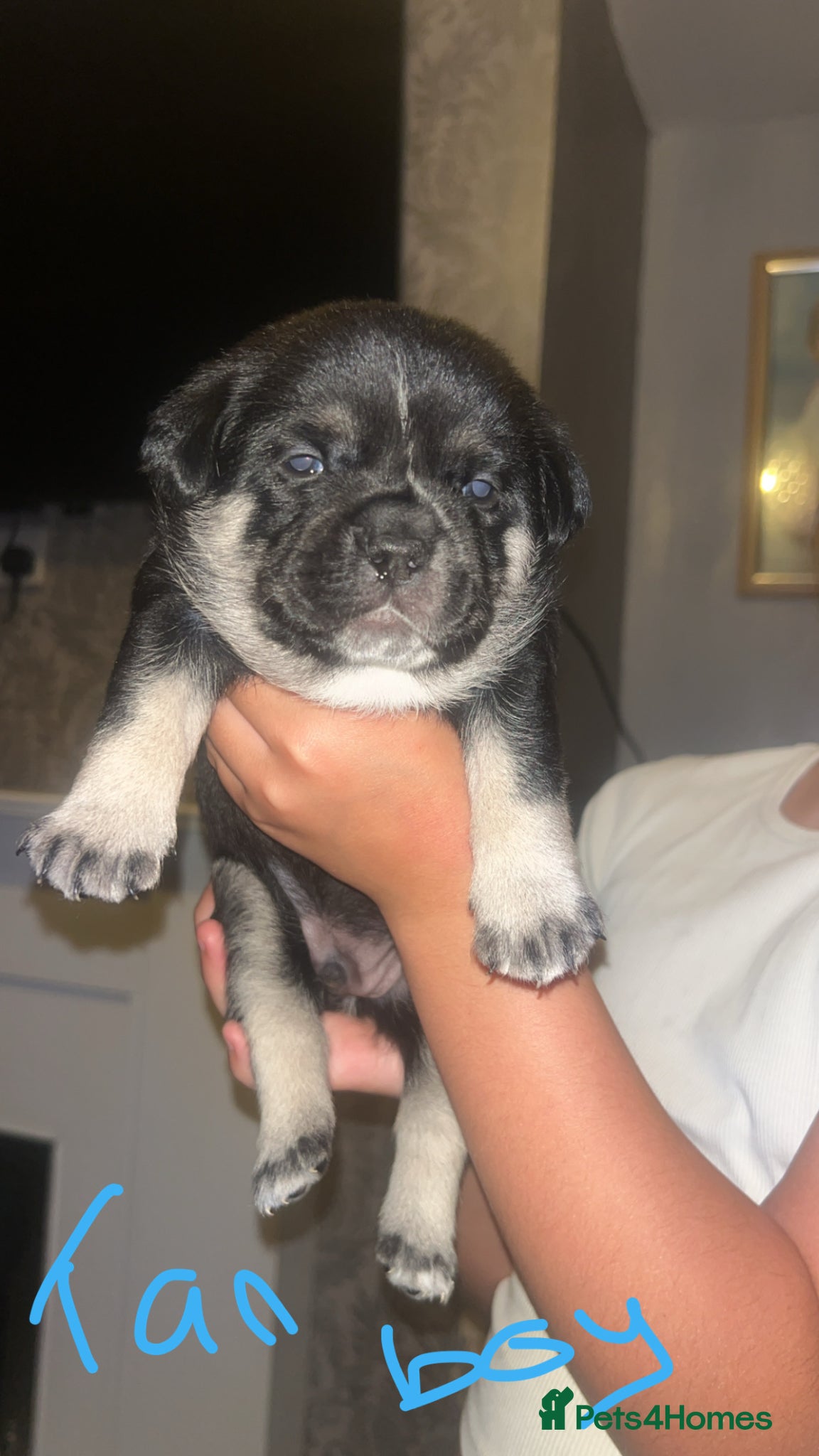 Mixed Breed dogs Frenchie cross Japanese spitz - Advert 3