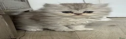 Persian cats for sale: Chinchilla Persian Kittens in Swindon - Advert 7
