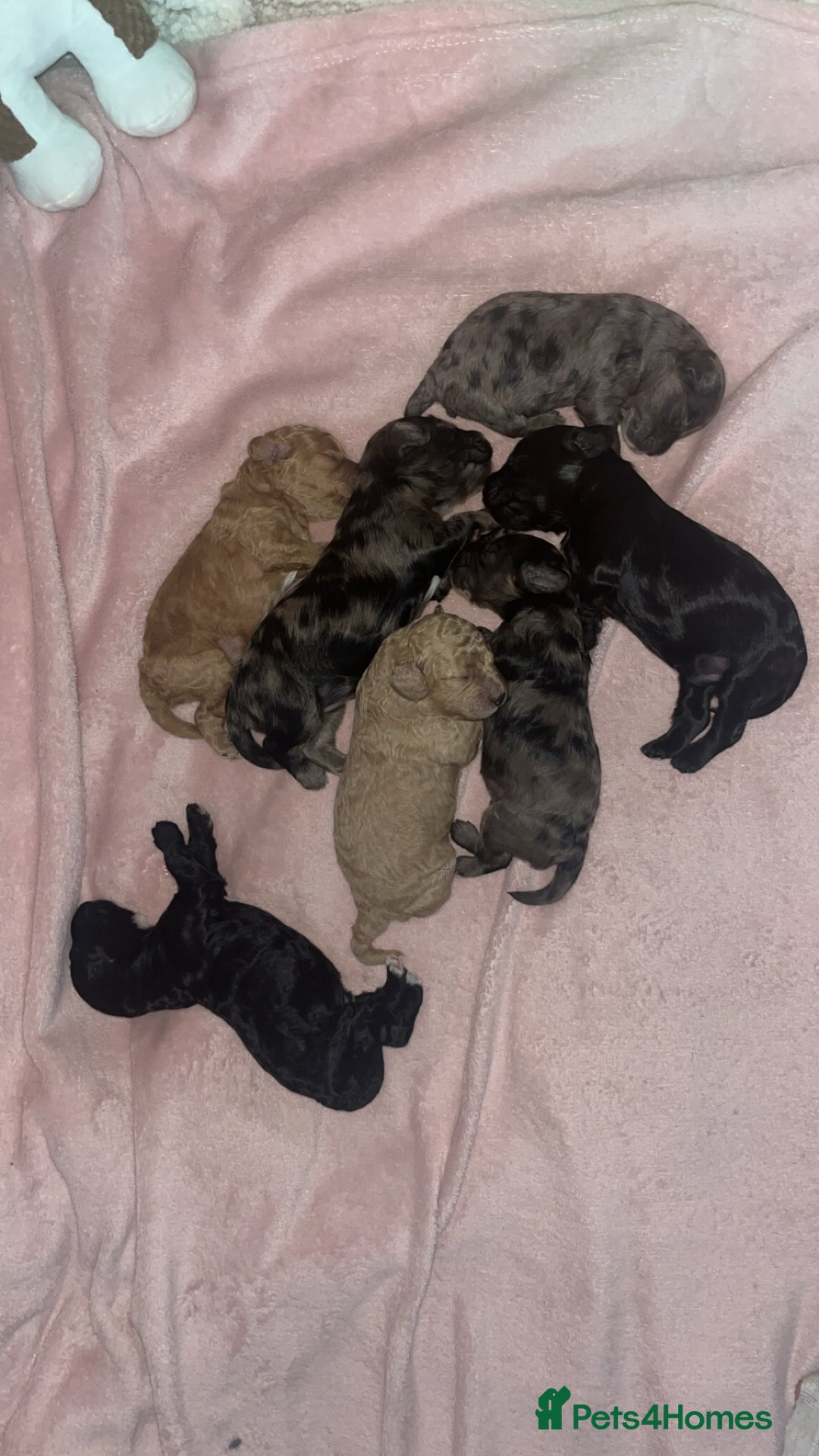 Cockapoo dogs for sale: Beautiful cockapoo puppies for sale  - Advert 13